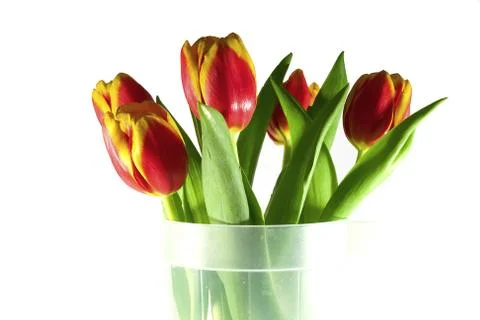 Tulips isolated on white Stock Photos