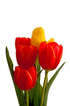Tulips Isolated On White Stock Photos