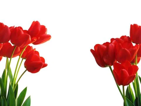 Tulips, Isolated on White 스톡 사진