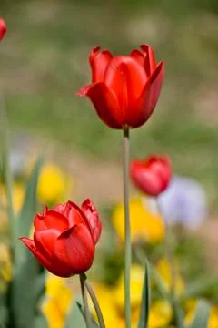 Tulips of istanbul Stock Photos