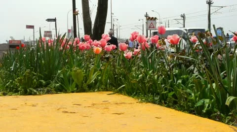 Tulips in Karakoy Video stock 10901408
