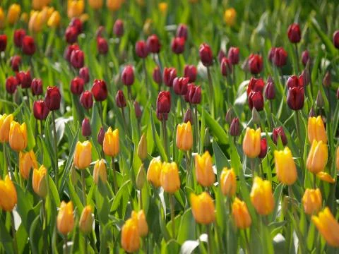 Tulips at the Keukenhof Foto stock