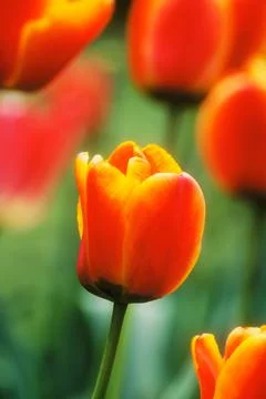 Tulips in late Spring 库存照片