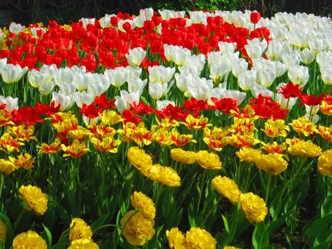 Tulips on the lawn 2 Stock Photos