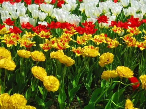 Tulips on the lawn Stock Photos