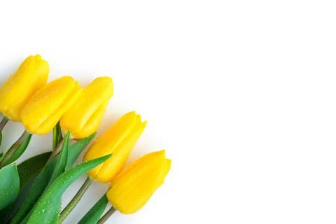 Tulips in the left corner of a white background - a laconic Festive postcard Stock Photos