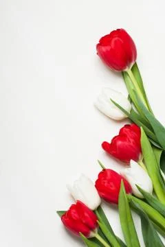 Tulips on the light background Stock Photos