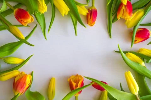 Tulips on a light background. Stock Photos