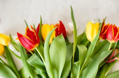Tulips on a light background. Top view Stock Photos