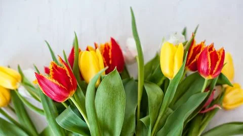 Tulips on a light background. Top view Stock Photos