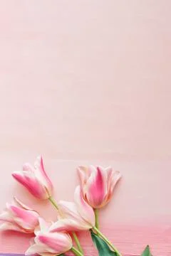 Tulips on light pink background  Stock Photos