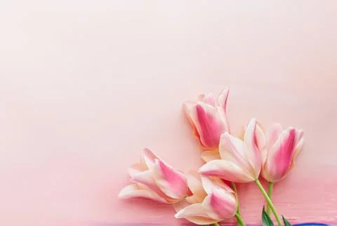 Tulips on light pink background  Stock Photos