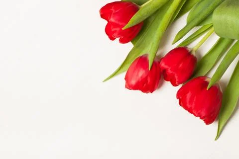 Tulips on the ligth background Stock Photos
