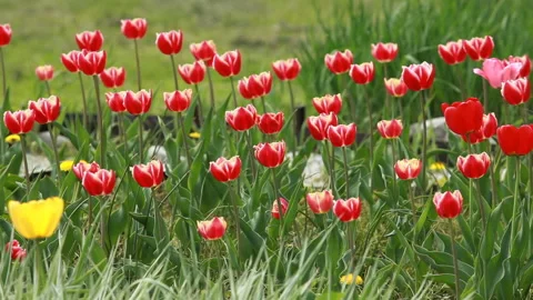 Tulips lit by the spring sun Stock Footage 154540889