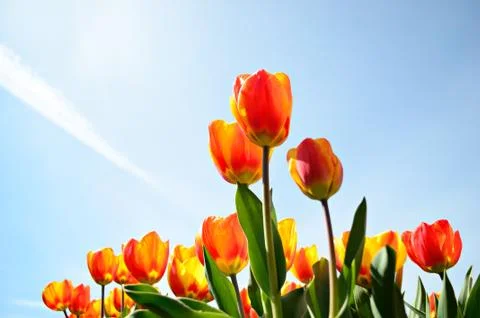 Tulips from a low point of view Stock Photos