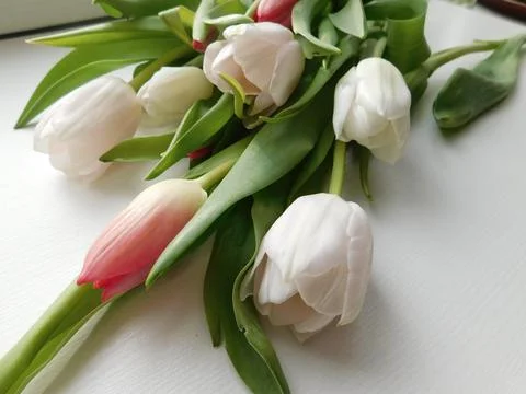 Tulips lying down flat lay perspective seen from above. The pink and white fl Stock Photos