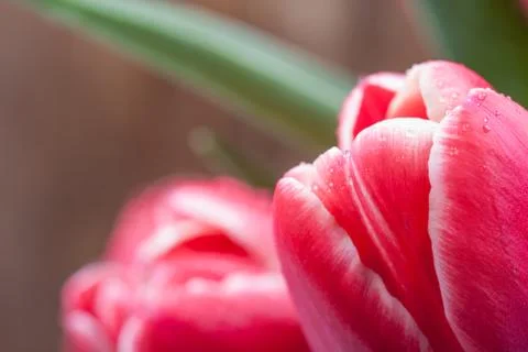 Tulips macro closeup Stock Photos