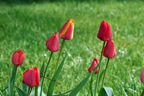 Tulips on a meadow Stock Photos
