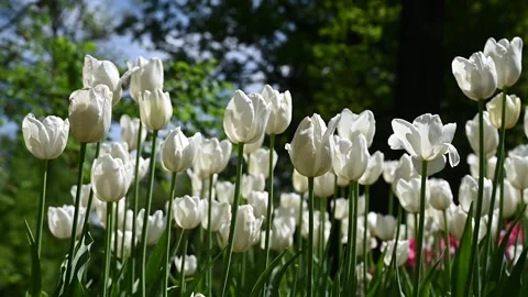Tulips moved by the wind Stock Footage 307242344