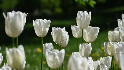 Tulips moved by the wind Vidéo 307242347