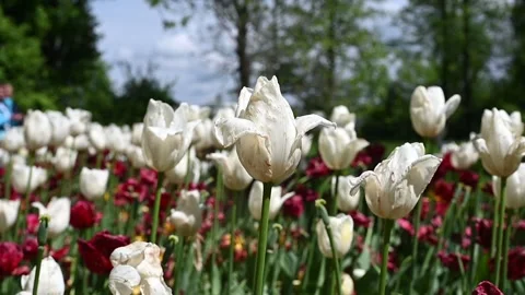 Tulips moved by the wind Stock Footage 307242349