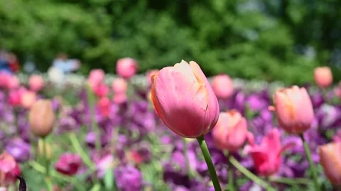 Tulips moved by the wind Vidéo 307242351