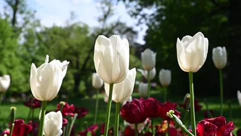 Tulips moved by the wind Stock Footage 307242372