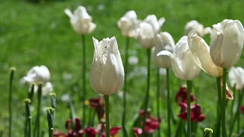 Tulips moved by the wind Stock Footage 307242373
