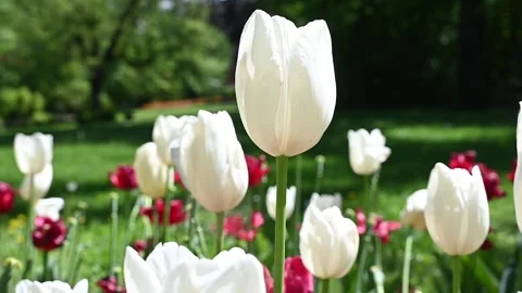 Tulips moved by the wind Stock Footage 307242375