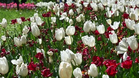 Tulips moved by the wind Stock Footage 307242382