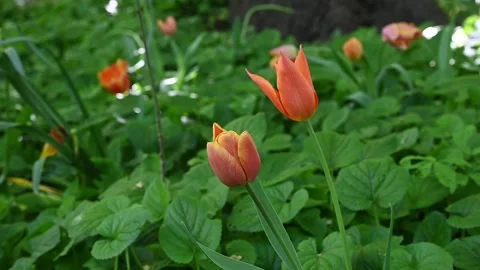 Tulips moved by the wind Stock Footage 307242424