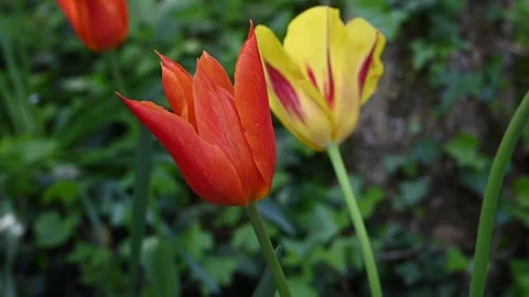 Tulips moved by the wind Stock Footage 307242455