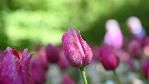 Tulips moved by the wind Stock Footage 307242468
