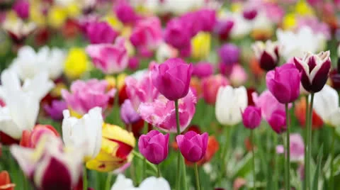 Tulips moving gently in the wind Video stock 24692836