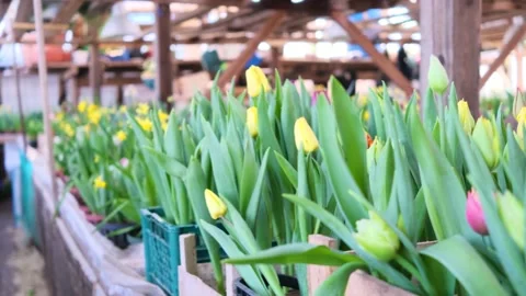 Tulips multicolored, different varieties grow in a greenhouse. Stock Footage 150362565