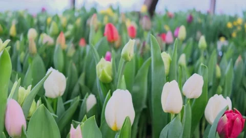 Tulips multicolored, different varieties grow in a greenhouse. Stock Footage 150362578