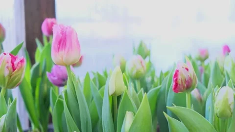 Tulips multicolored, different varieties grow in a greenhouse. Stock Footage 150362596