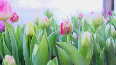 Tulips multicolored, different varieties grow in a greenhouse. Stock Footage 150362606