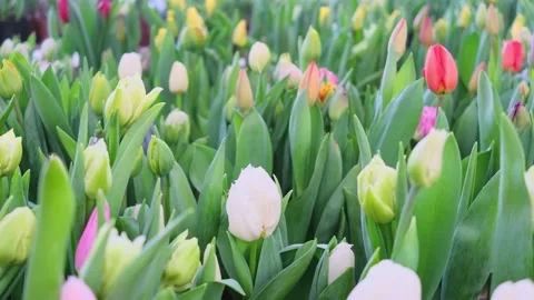 Tulips multicolored, different varieties grow in a greenhouse. Stock Footage 150445811