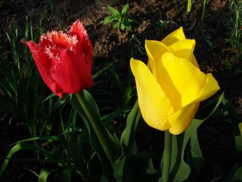 Tulips in my garden. Тюльпаны в моем саду. Stock Photos
