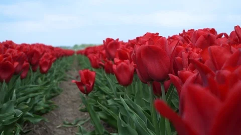 Tulips Netherland Stock Footage 126091771