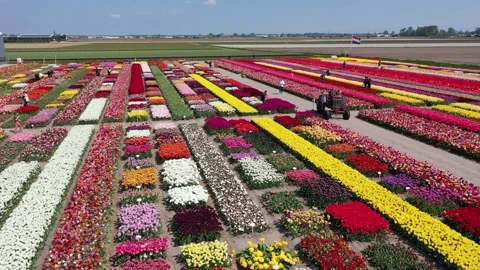 Tulips of the Netherlands from the air Stock Footage 204121397