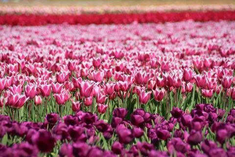 Tulips Netherlands Stock Photos