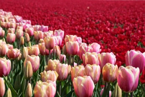 Tulips Netherlands Stock Photos