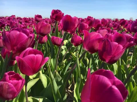 Tulips Netherlands Stock Photos