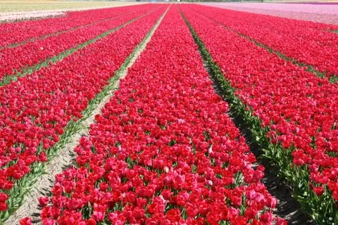 Tulips Netherlands Stock Photos