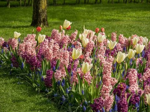 Tulips in the netherlands Stock Photos