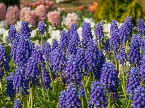Tulips in the netherlands Stock Photos