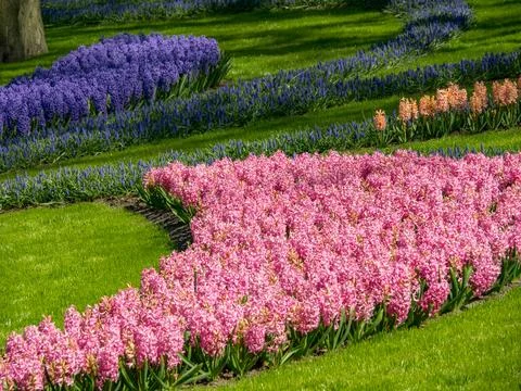 Tulips in the netherlands Stock Photos