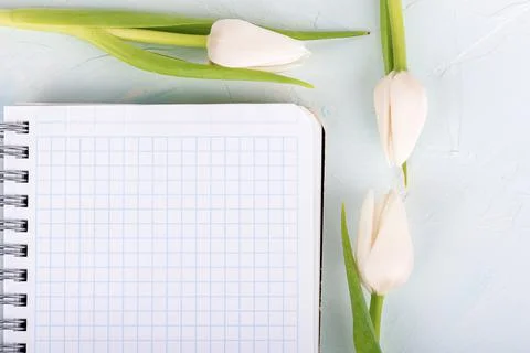 Tulips next to a notebook with checkered sheets. Stock Photos
